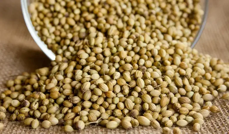 हर दिन Coriander Seeds का पानी पीने से Diabetes को Manag करने में कैसे मदद मिल सकती है।
